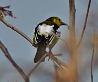 post-12069-0-22934700-1370406922_thumb.j