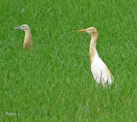 post-12069-0-35211600-1372075984_thumb.j