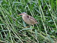 post-12069-0-43586700-1371079273_thumb.j