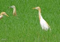 post-12069-0-46142200-1372076051_thumb.j