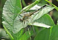 post-12069-0-48591400-1372397172_thumb.j