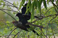 post-12069-0-54449500-1370490276_thumb.j