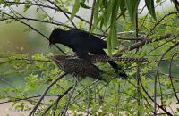 post-12069-0-56401700-1370490191_thumb.j