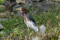 post-12069-0-69030200-1370531014_thumb.j