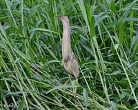 post-12069-0-83268400-1371079308_thumb.j