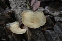 post-12069-0-88487100-1371265629_thumb.j