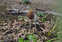 post-12069-0-91606100-1370260524_thumb.j