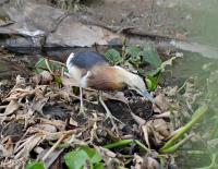 post-12069-0-99376200-1370260643_thumb.j