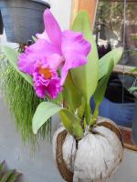 post-126208-0-31088500-1371528993_thumb.