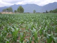 post-137315-0-49843300-1372525688_thumb.