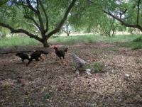 post-137315-0-58197300-1372525468_thumb.