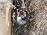 post-137315-0-59566800-1372525443_thumb.