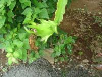 post-140056-0-23340200-1372148551_thumb.