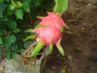 post-140056-0-28976100-1372148620_thumb.