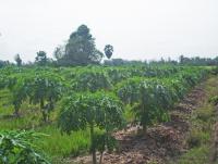 post-140056-0-96674000-1372230117_thumb.