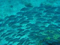 post-140342-0-67048300-1370222837_thumb.