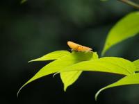 post-152667-0-91258400-1370226757_thumb.