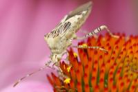 post-16612-0-17912300-1371071582_thumb.j