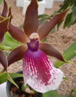 post-168760-0-09106100-1371190177_thumb.