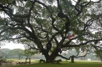 post-168760-0-09448200-1370072454_thumb.