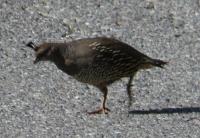 post-168760-0-15662300-1371366685_thumb.