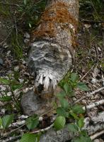 post-168760-0-25848700-1370546608_thumb.