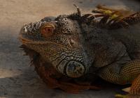 post-168760-0-37736800-1371191742_thumb.