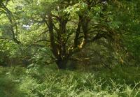 post-168760-0-38706900-1370074087_thumb.