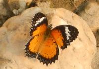 post-168760-0-40493300-1371072007_thumb.