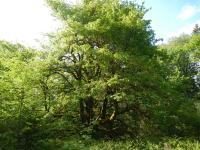 post-168760-0-47774400-1370074058_thumb.