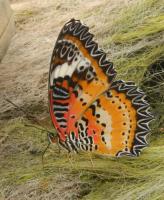 post-168760-0-48399500-1371072041_thumb.