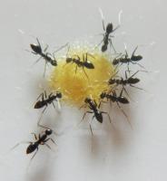 post-168760-0-50271800-1371280226_thumb.