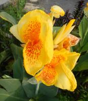 post-168760-0-50857100-1371104331_thumb.