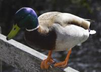 post-168760-0-51085300-1370674842_thumb.