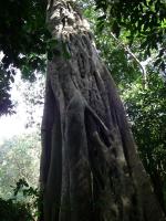 post-168760-0-51665400-1370072590_thumb.