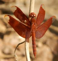 post-168760-0-55693400-1371102505_thumb.