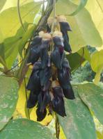 post-168760-0-61723700-1371104362_thumb.