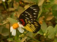 post-168760-0-62478500-1371072096_thumb.