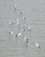 post-168760-0-66183800-1370545993_thumb.