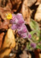 post-168760-0-69221500-1370545530_thumb.