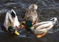 post-168760-0-78724900-1370674869_thumb.