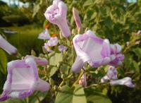 post-168760-0-85081600-1371104298_thumb.