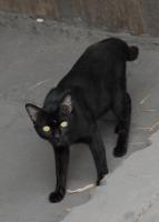 post-168760-0-92653900-1371020577_thumb.