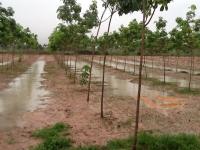 post-181185-0-53760100-1370914732_thumb.