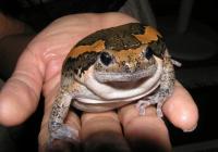 post-18822-0-14928600-1372486595_thumb.j