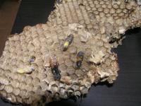 post-18822-0-21291900-1372487140_thumb.j