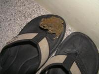 post-18822-0-25388300-1372486644_thumb.j