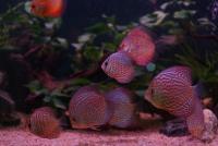 post-25023-0-92534500-1371025908_thumb.j