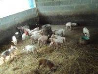 post-32351-0-67667300-1370734053_thumb.j