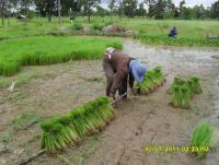 post-39126-0-64104700-1372138807_thumb.j